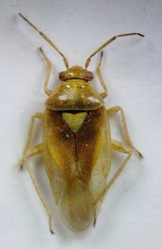 Réf. 352 696 : Orthops campestris